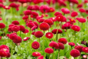 Summer Red Flowers9686617869 300x200 - Summer Red Flowers - Summer, Flowers, Buds